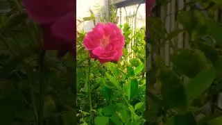 phool gulab ka #oldsong #short #video #youtubeshort