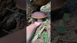 Оце білі гриби карпат