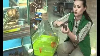 Забавные животные. Мыши и крысы.