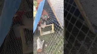 Флорида🌴Запустила «козла»в огород😆малыши в шоке от нахалки