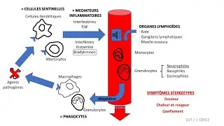 Réaction inflammatoire (RIA) et immunité innée