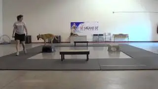 Vizsla Mix Dog Training