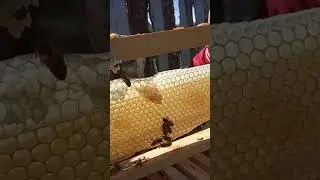 We rebuilt the wax on the store's 145th half-frame, rebuilt it in a week so the life hack worked