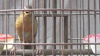 Super Speed singing
