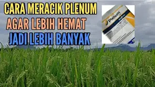 RACUN WERENG PALING AMPUH