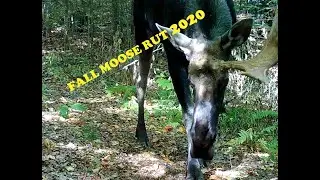 Fall Moose Rut 2020
