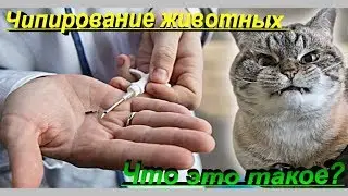 ЧИПИРОВАНИЕ ЖИВОТНЫХ  ЧТО ЭТО ТАКОЕ?  CHIPPING PETS WHAT IS IT?