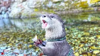 [Original Video] Swimming Sausage's New Year's