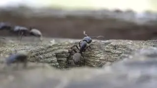 Close-up video of large ant colony in dead tree
