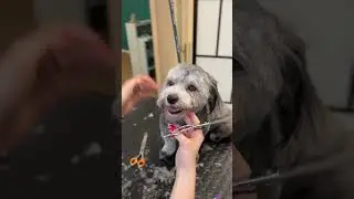 Short haircut on a Havanese dog