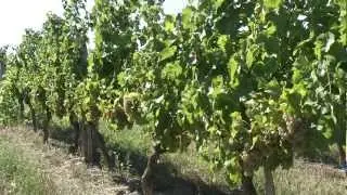 De la vigne au vin.mp4