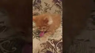 Котята ,породы Мейн кун. В первый раз пробовали мясо. Папа котят,кот Джокер.