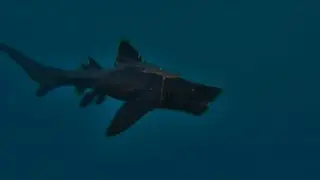 Ark Ascended Helicoprion Abilities and useful stuff
