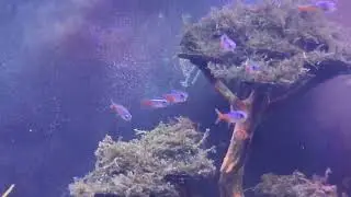 Relaxation nature aquascape