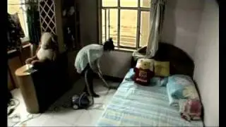Absolute commercial from China