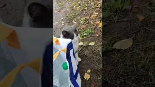 Кіт та Кішка