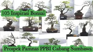 Inspirasi bonsai Prospek