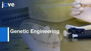 Biofuel and Biochemical Production by Genetic Engineering of Yeast | Protocol Preview