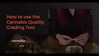 How to grade cannabis flower - a useful tool to determine the score