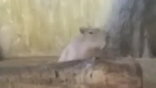 witamy was ponownie