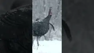 Foster Bartholow with the camera work 💪 #nwtf #turkeyhunting  #wildlife #wildlifephotography