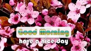 colorful flowers opening good morning wishes whatsapp mms
