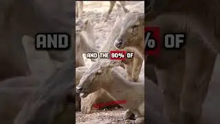 Forrest Galante Explains the Clever 'Judas Goat' Technique for Controlling Goat Populations 