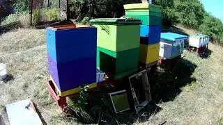 Сколько МЕДА принес ОТВОДОК пчел ???  Пчеловодство для начинающих