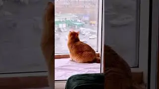 Релакс. Утро. Снег.