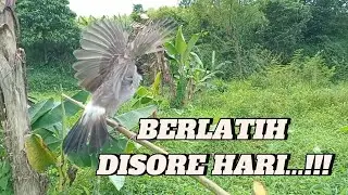 BERLATIH DISORE HARI..!!!  Kutilang  Ribut