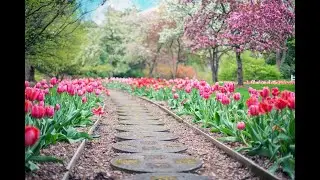 Sounds of Nature Relaxing Birdsong