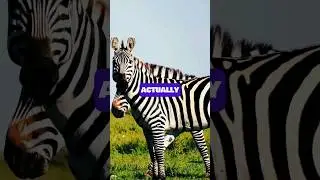 The NATURAL Insect Protection of ZEBRAS🦓🪰 | Animal Facts