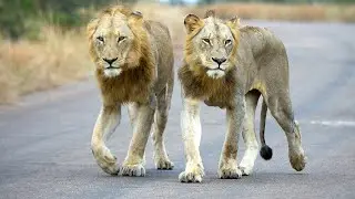 Promising Young Male Lion Coalition to Watch