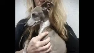 How To :  dog food test for salmonella and E.coli