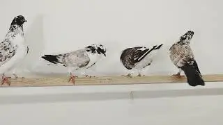 Мои иранские (персы) голуби.