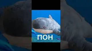 пон #пон