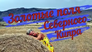 Золотые поля на Северном Кипре 