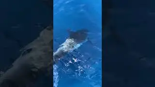 Дельфины подошли к лодке и пытаются общаться