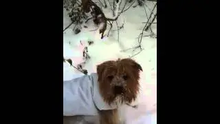 Yorkshire Terrier : My dog Love snow