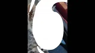 Foto di Gatti #1 