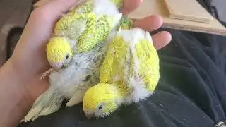 Baby bird pile!
