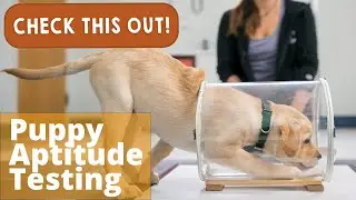 Puppy Aptitude Testing | Check This Out!