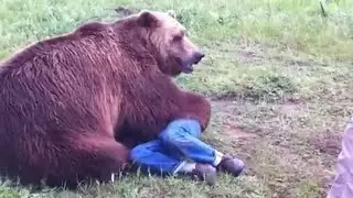 The Most Insane Animal Rampage Moments Caught On Camera !
