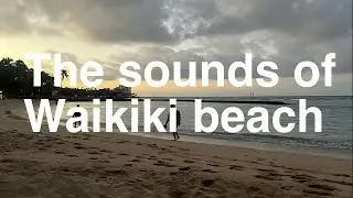 THE SOUNDS OF WAIKIKI BEACH ISLAND BIRDS #sea #seasounds