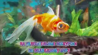 Любительское объединение "СКАЛЯРИЯ"🐠🐟