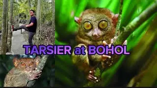 Travel Vlog: Tarsier | Bohol Philippines