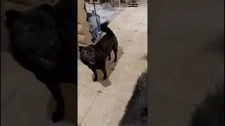 Мама приехала! 😍 🐕