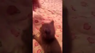 Котята,милые животные