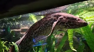 zoo Katovice