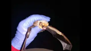 Bat Echolocation